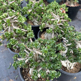 Adenium 'Khao' Dorset Horn
