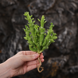 Euphorbia bisellenbeckii / Monadenium ellenbeckii-Euphorbia-H4-6cm-image-2