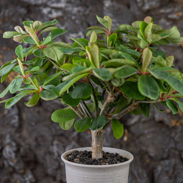 Euphorbia bongolavensis - BotanicalCollector