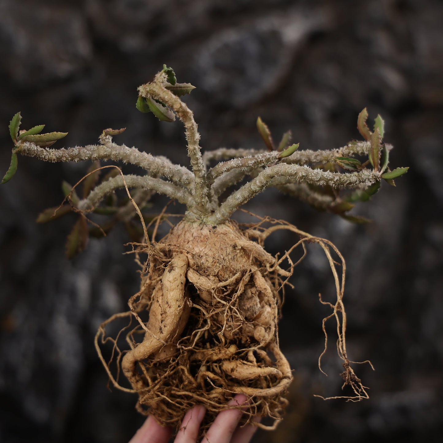 Euphorbia capsaintemariensis