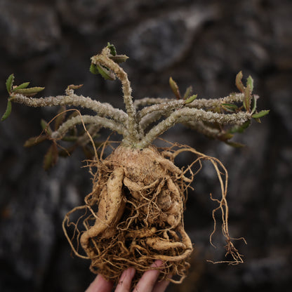 Euphorbia capsaintemariensis