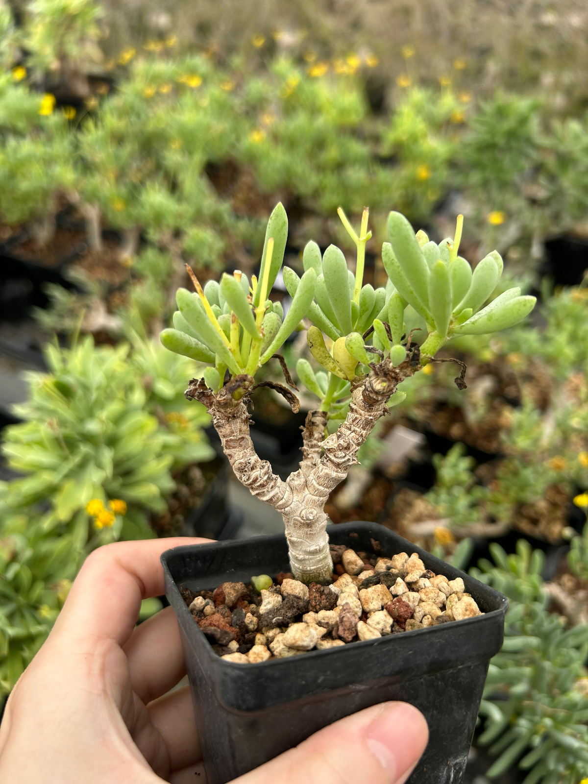 Othonna clavifolia - BotanicalCollector