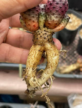 Sulcorebutia rauschii f. violacidermis