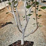 Euphorbia agatheae