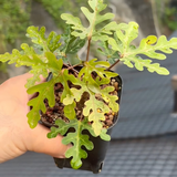 Adenia sp.nova