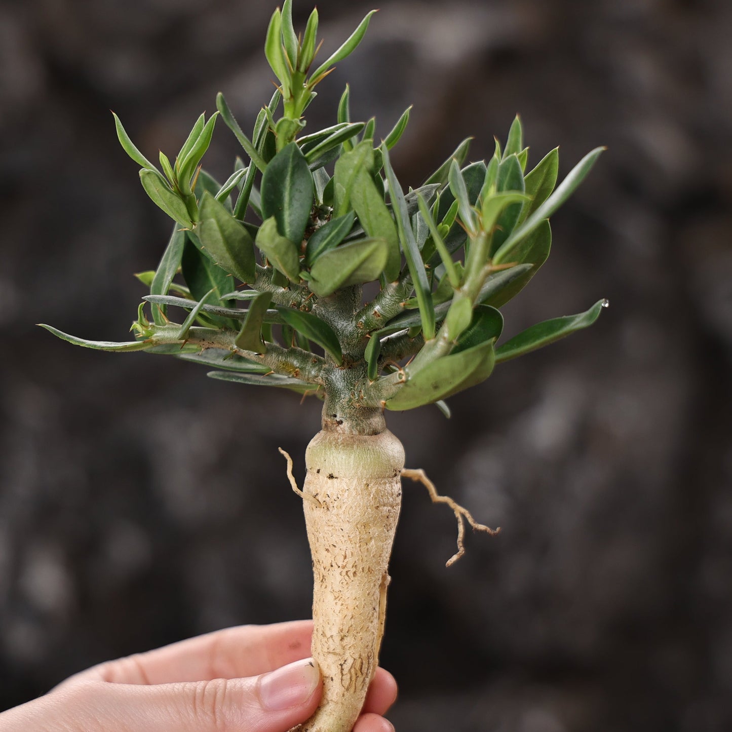 Pachypodium bispinosum