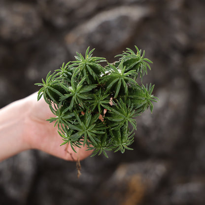 Euphorbia fimbriata hybrid