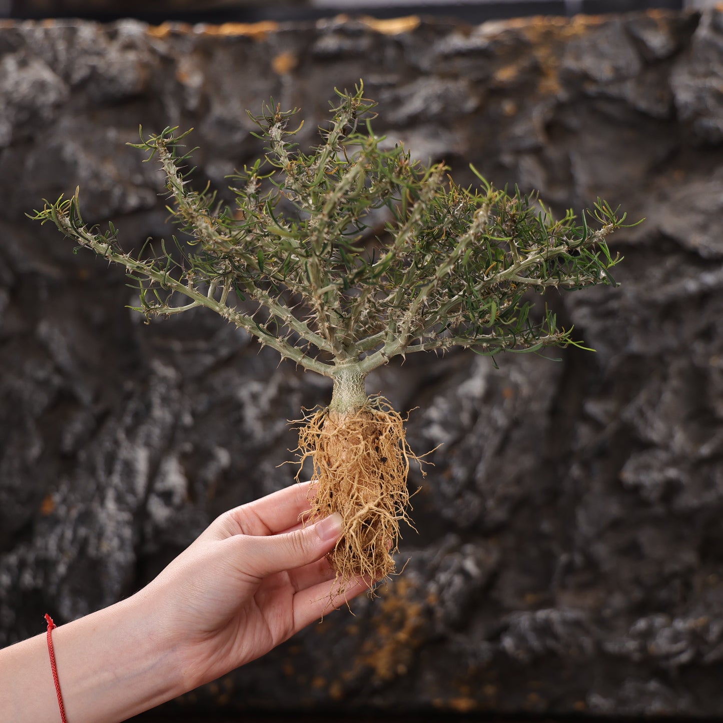 Euphorbia sakarahaensis