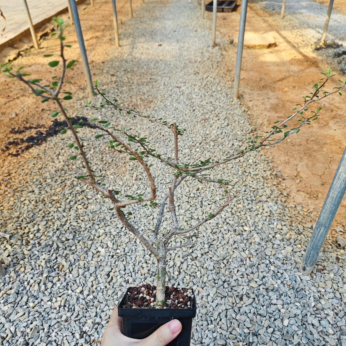 Euphorbia agatheae