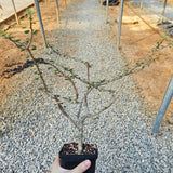 Euphorbia agatheae