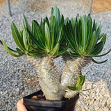 Pachypodium inopinatum