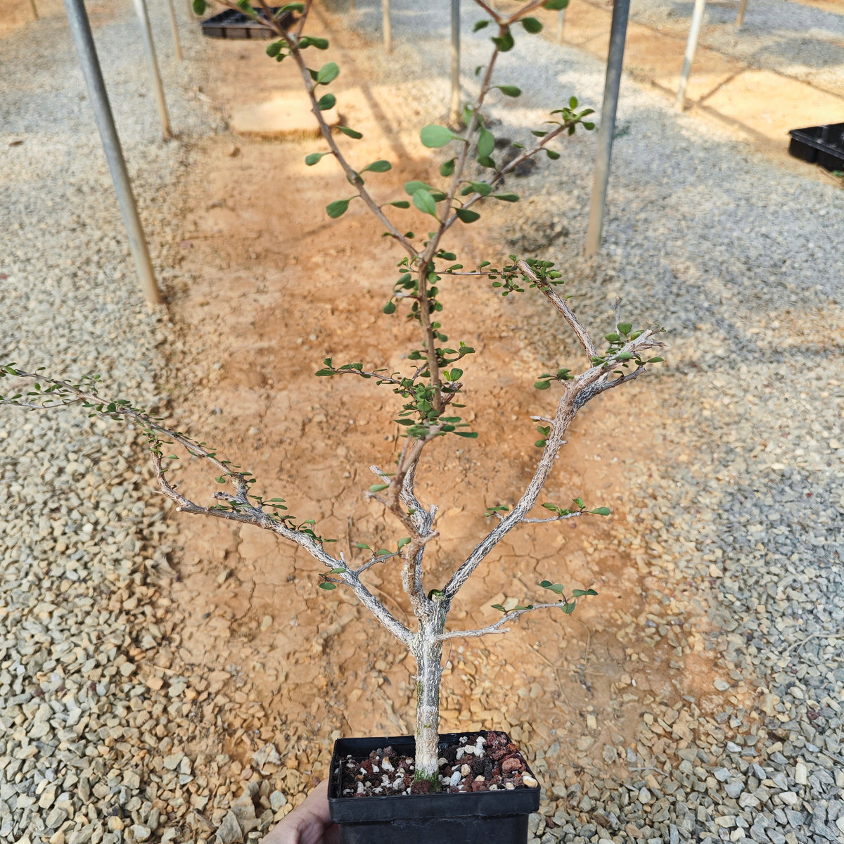 Euphorbia agatheae