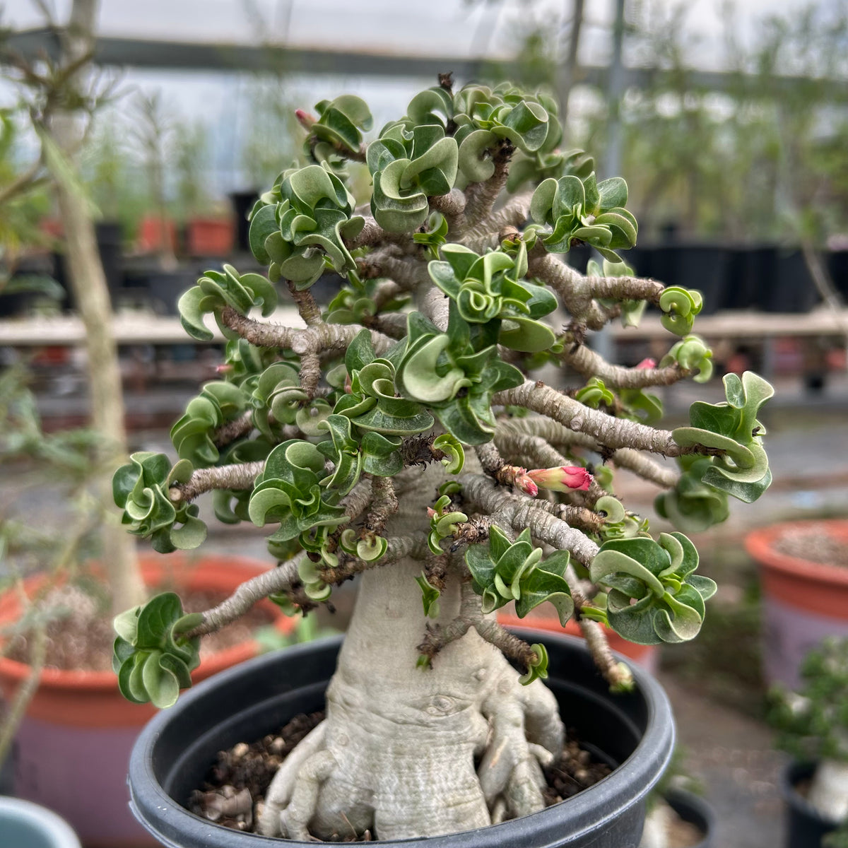 Adenium 'Khao' Dorset Horn