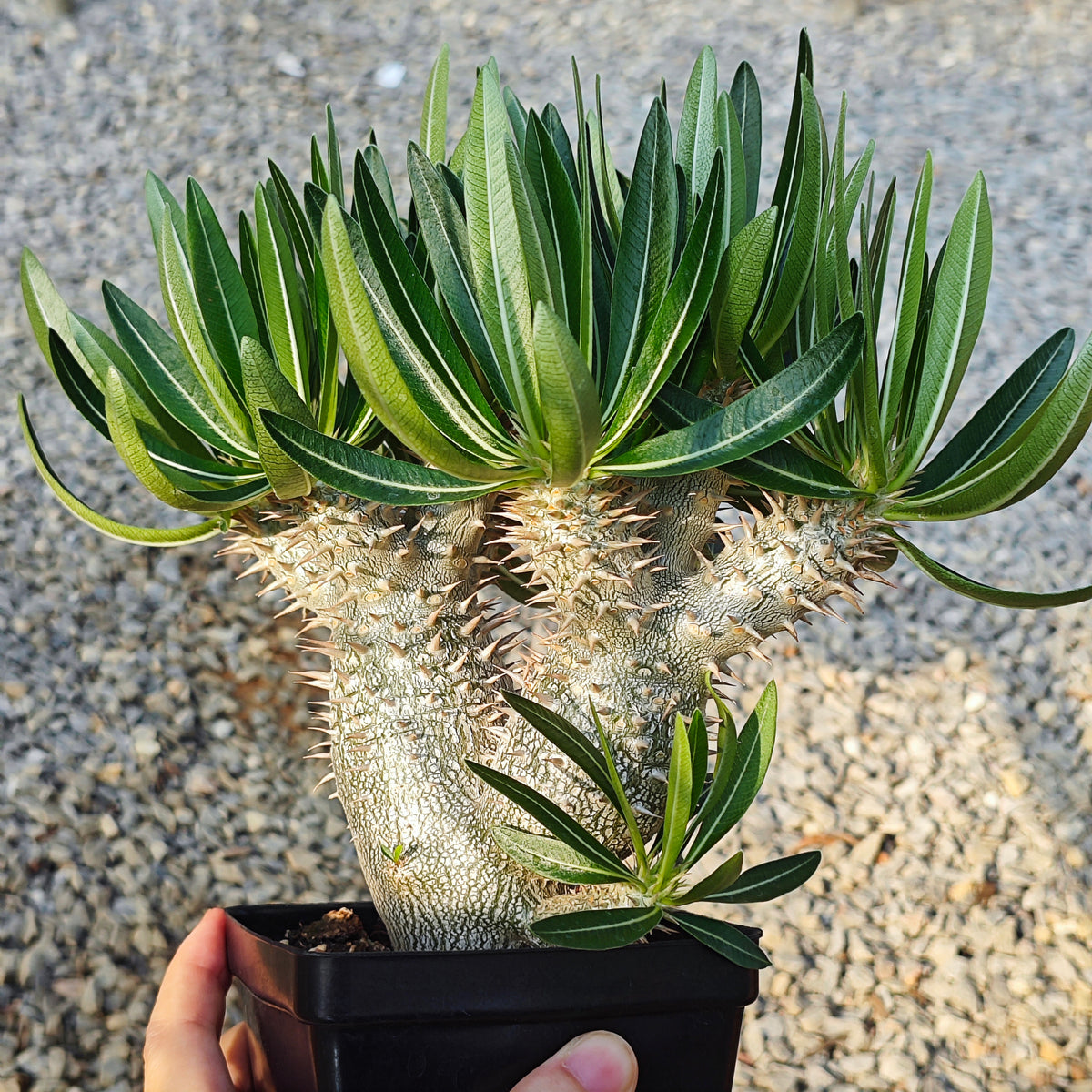 Pachypodium inopinatum