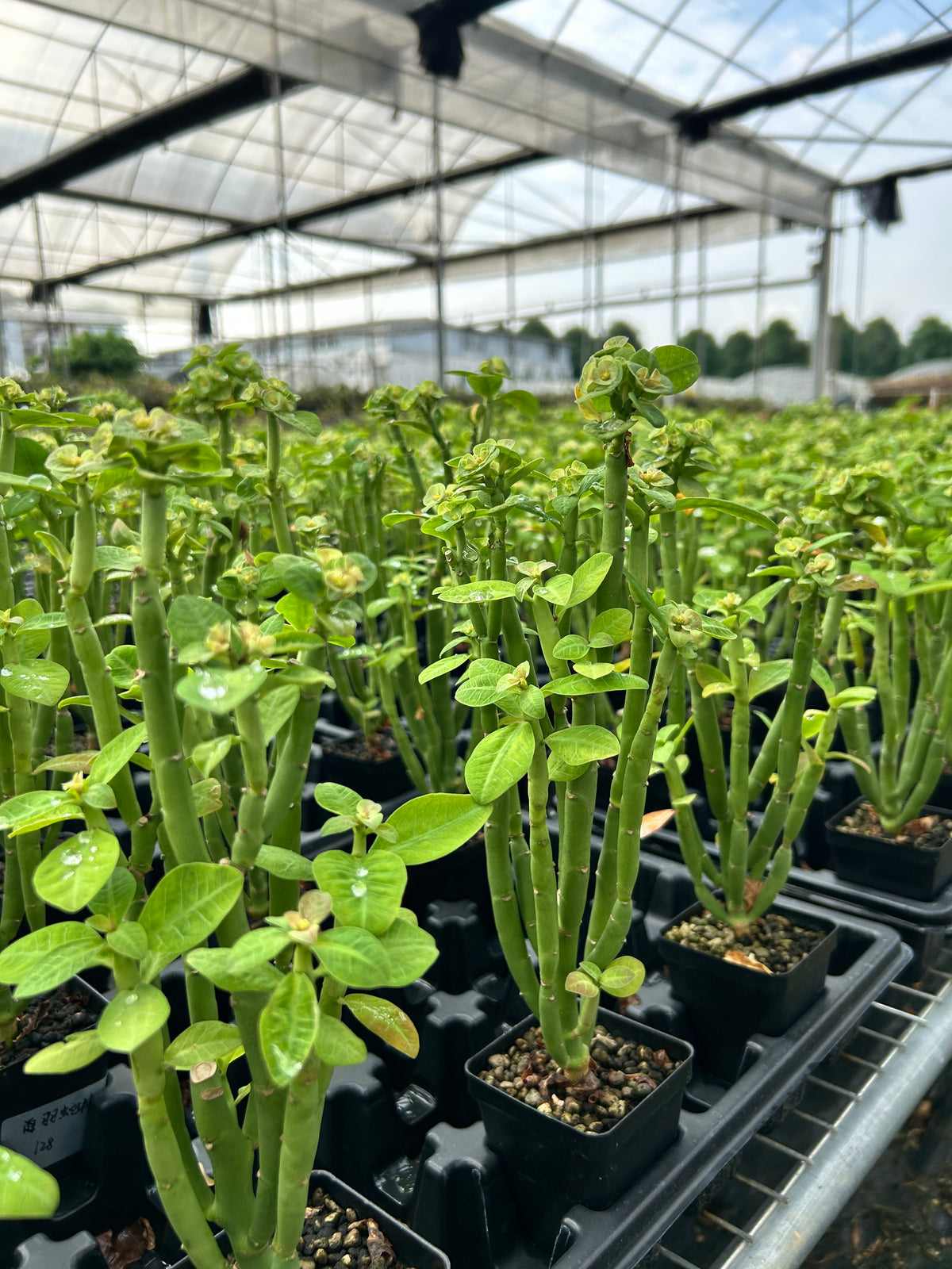 Euphorbia heterodoxa Seeds — Euphorbia — 2026 seed listing — 1 Seed — image 3: plants growing together in a nursery reference photo