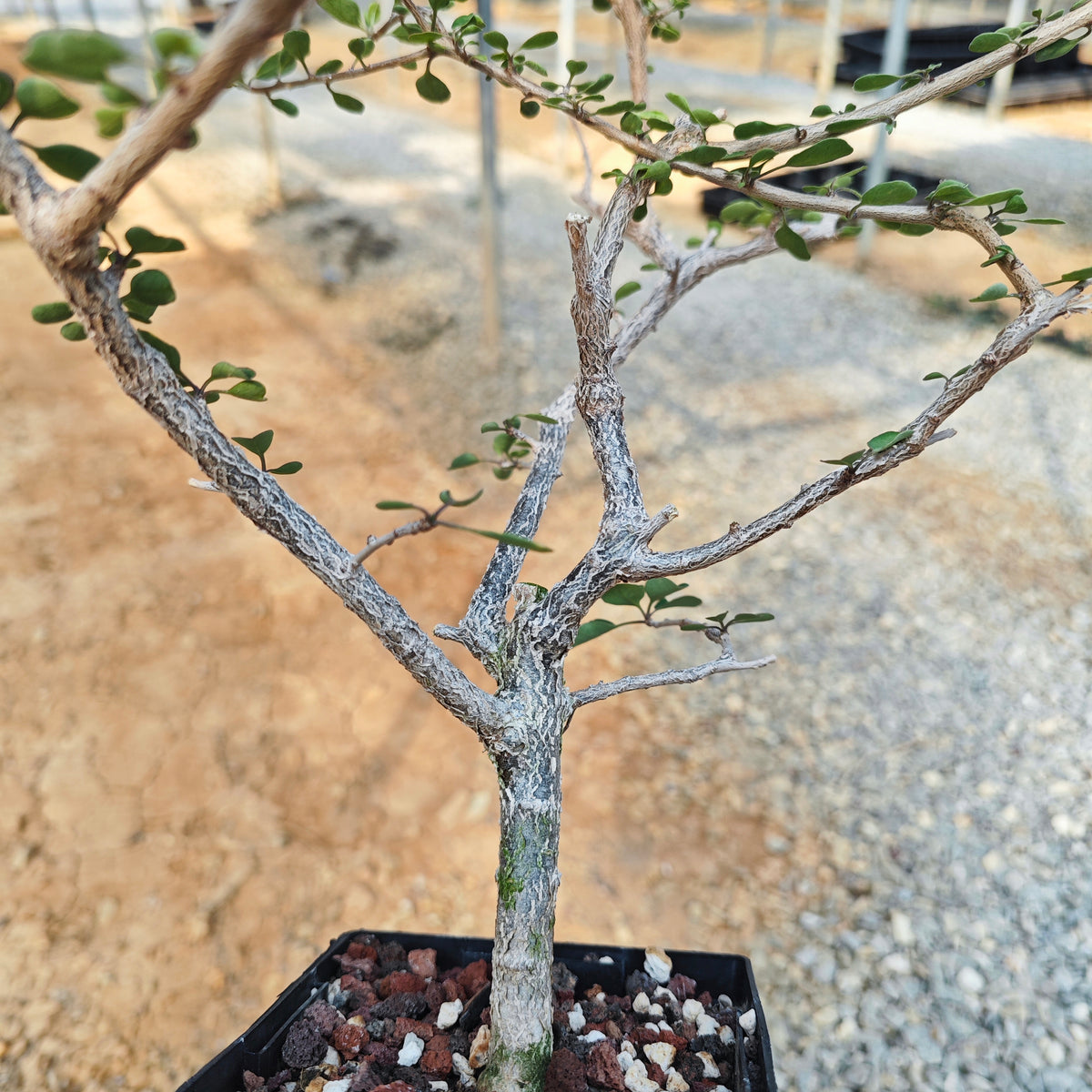 Euphorbia agatheae