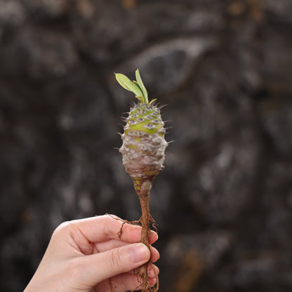 Euphorbia pachypodioides