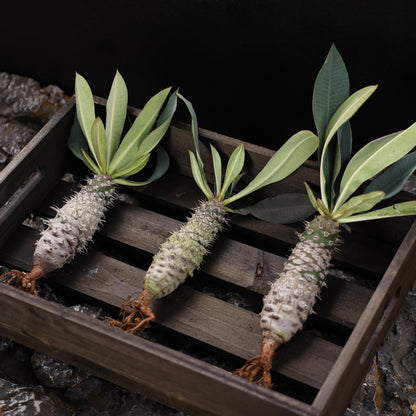 Euphorbia pachypodioides