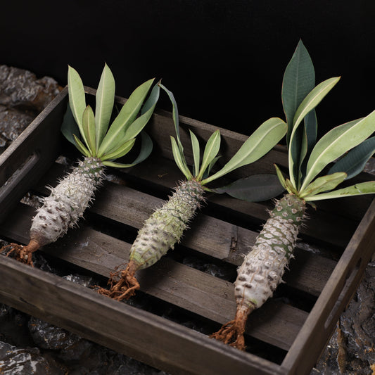 Euphorbia pachypodioides