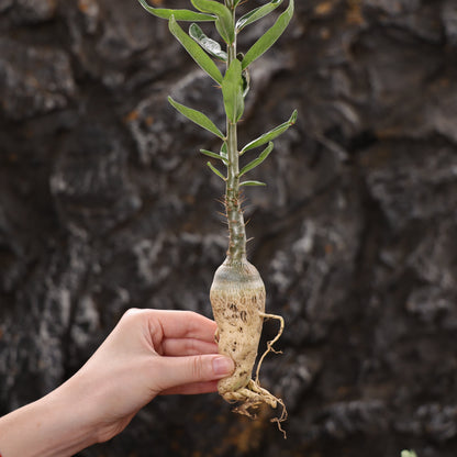 Pachypodium succulentum
