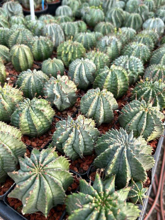 Euphorbia horrida / Euphorbia polygona 10Pcs