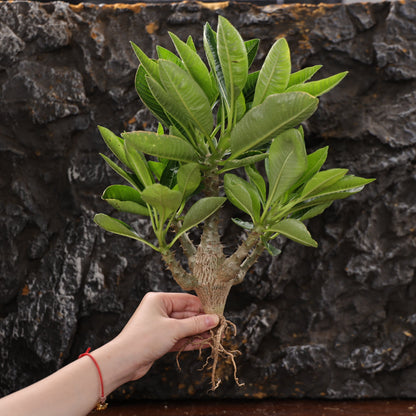 Pachypodium baronii var.windsorii