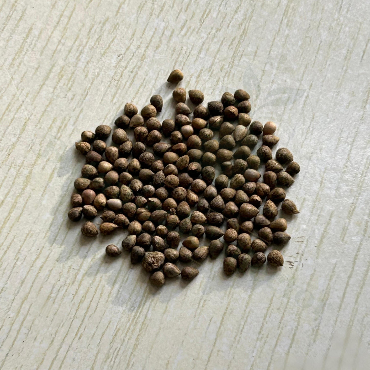 Euphorbia valida Seeds