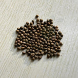 Euphorbia valida Seeds