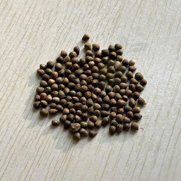 Euphorbia valida Seeds