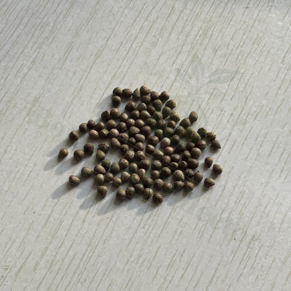 Euphorbia obesa Seeds