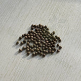 Euphorbia obesa Seeds