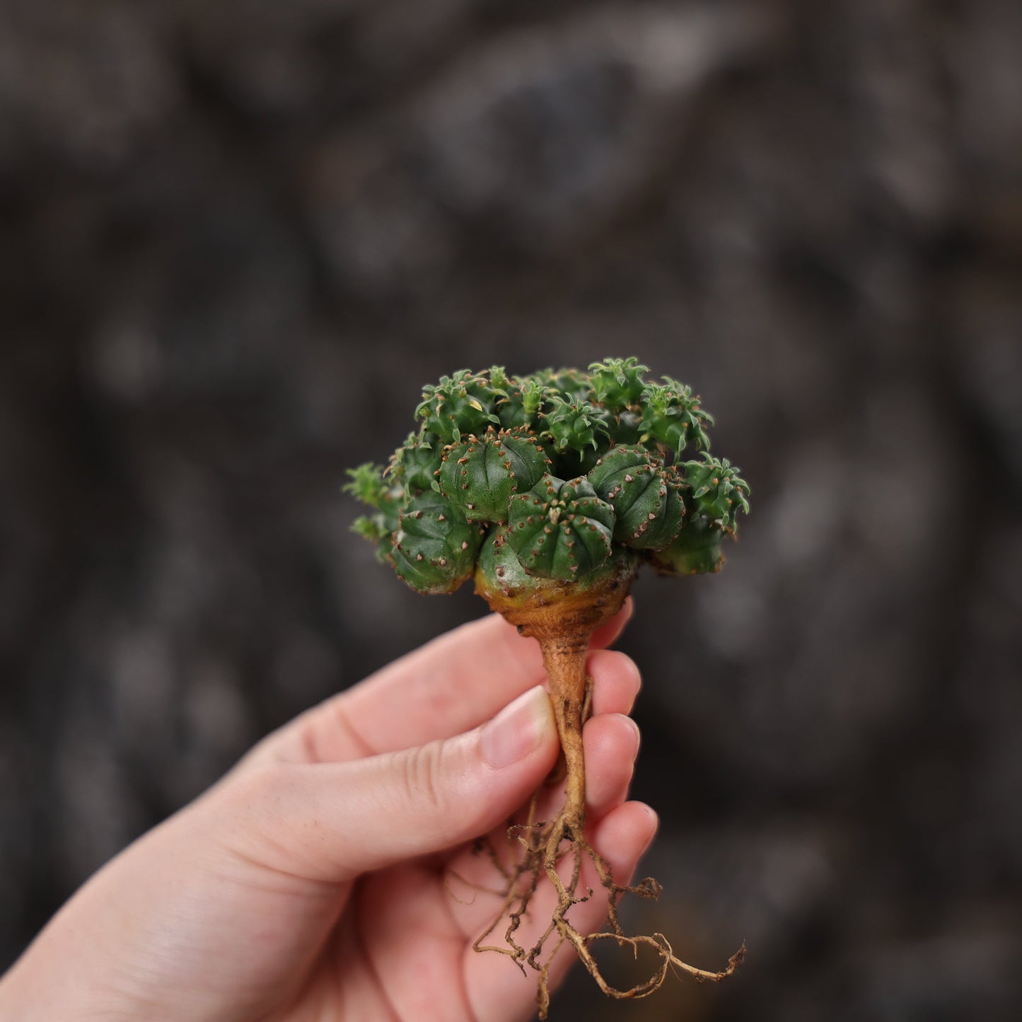 Euphorbia tubiglans hybrid