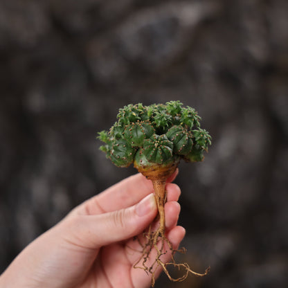 Euphorbia tubiglans hybrid