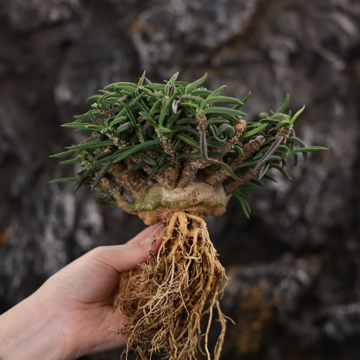 Euphorbia cylindrifolia ssp. tuberifera