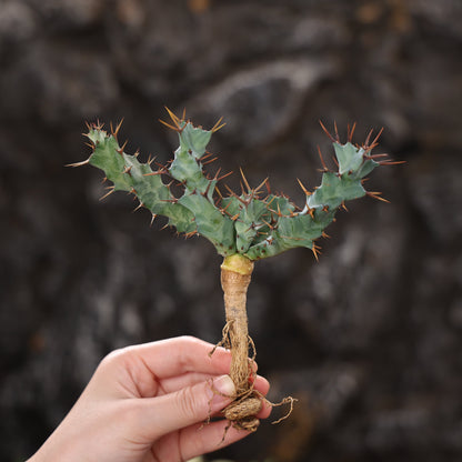 Euphorbia clavigera (blue multi-headed ssp.)
