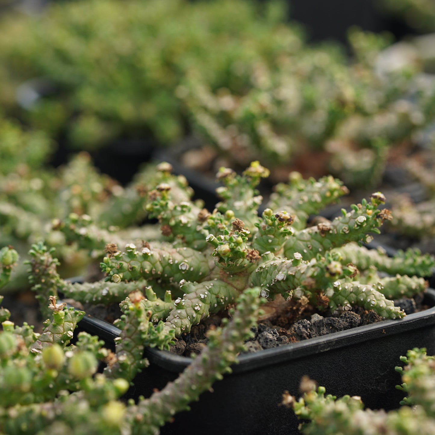 Euphorbia brevirama 5Pcs