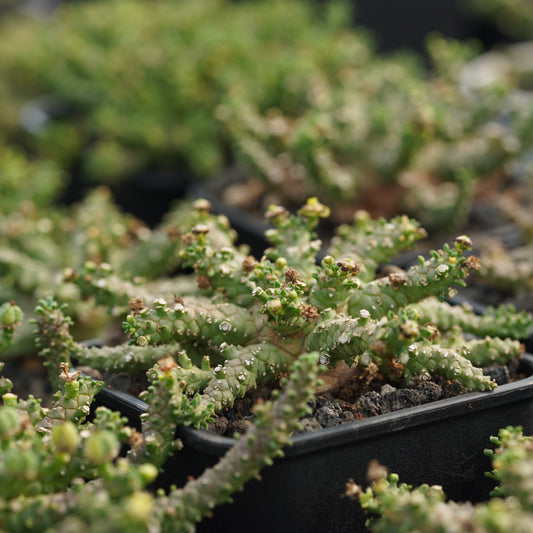 Euphorbia brevirama 5Pcs