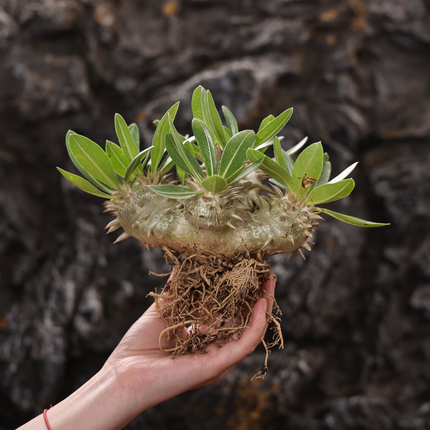 Pachypodium eburneum