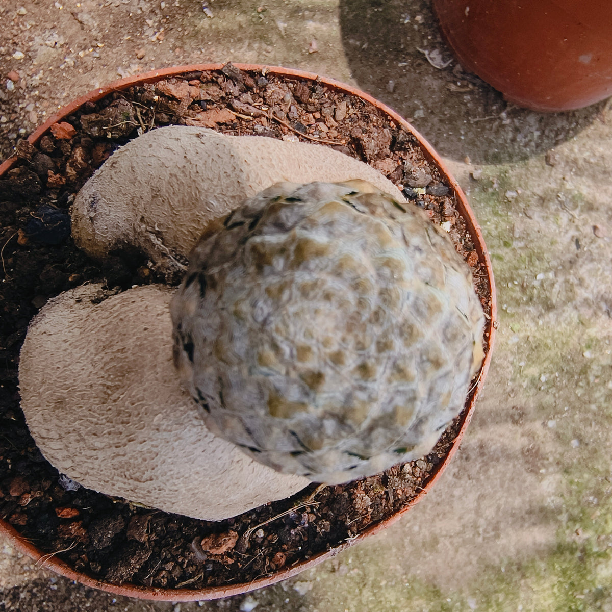 Euphorbia piscidermis-Euphorbia-image-1