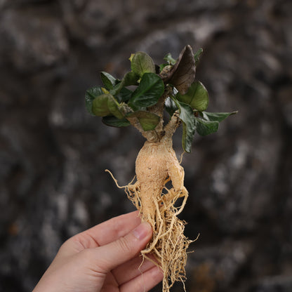 Euphorbia ambovombensis