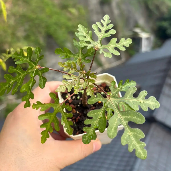 Adenia sp.nova