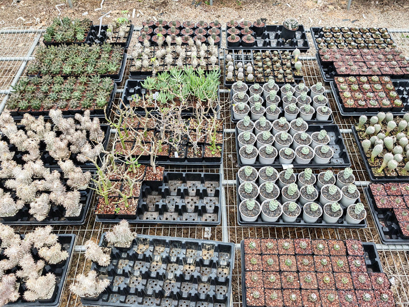 From the United States-Aftercare photo 1-BotanicalCollector