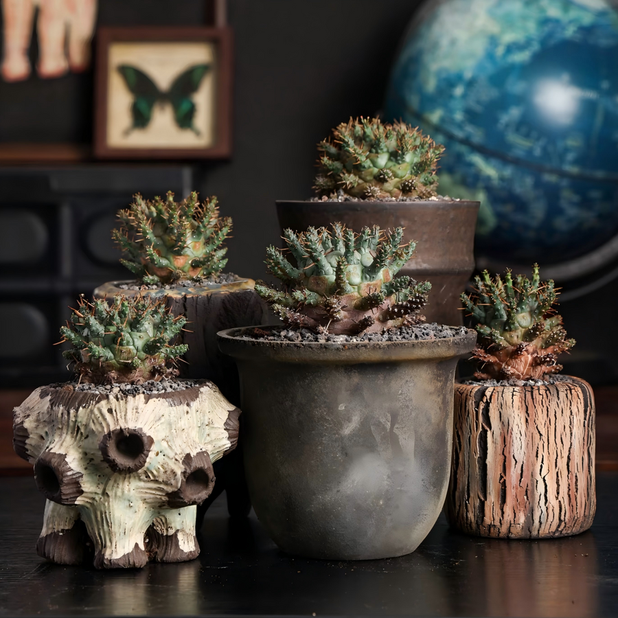 Rare & Exotic Plants