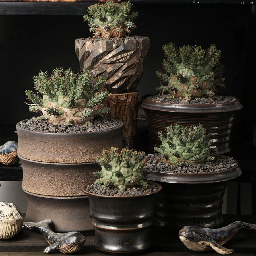 Display images of premium ornamental plants