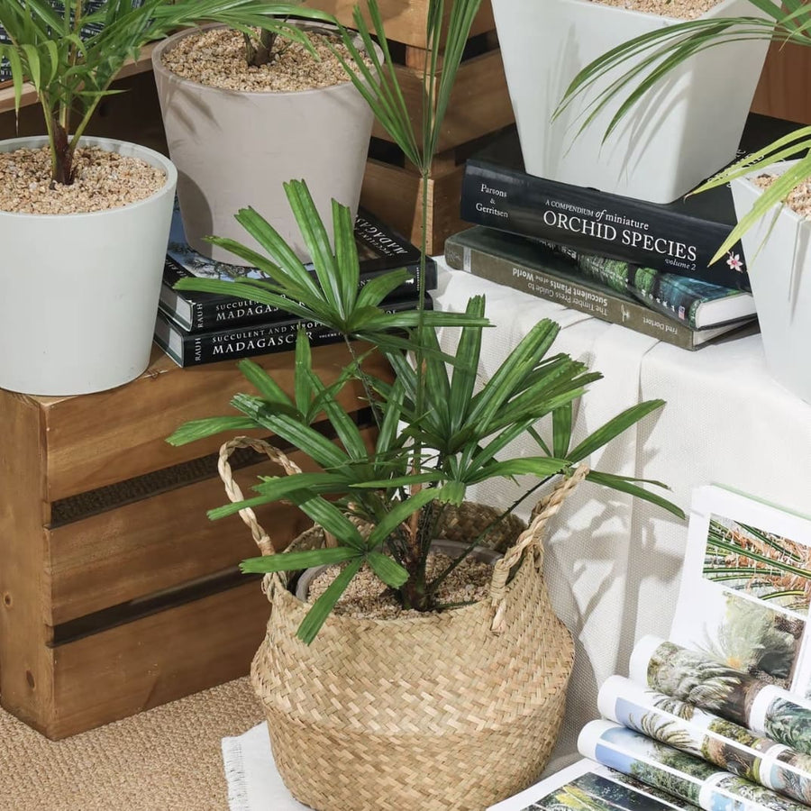 Display images of premium ornamental plants