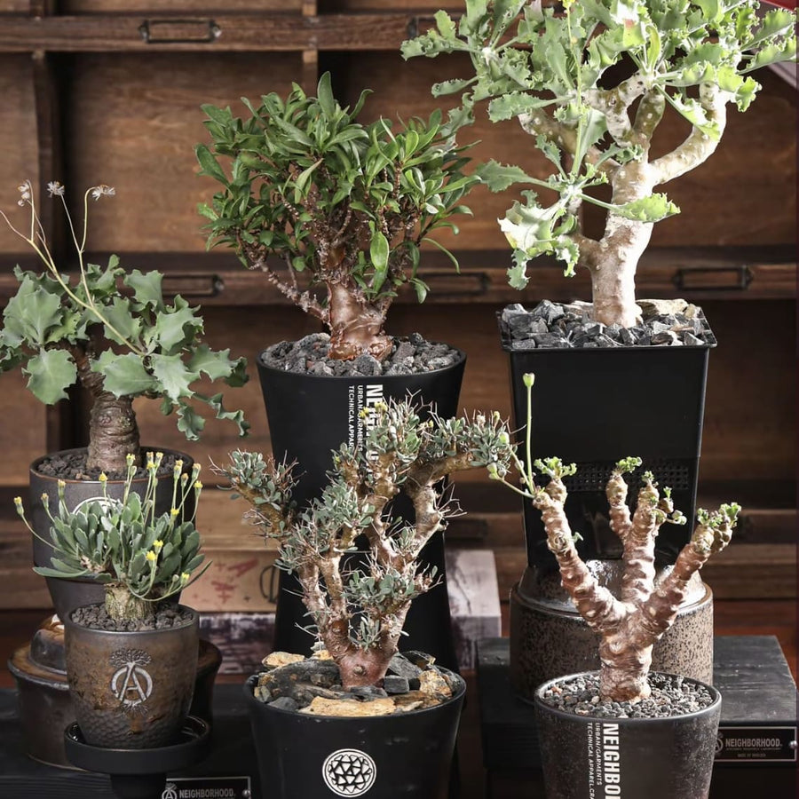 Display images of premium ornamental plants