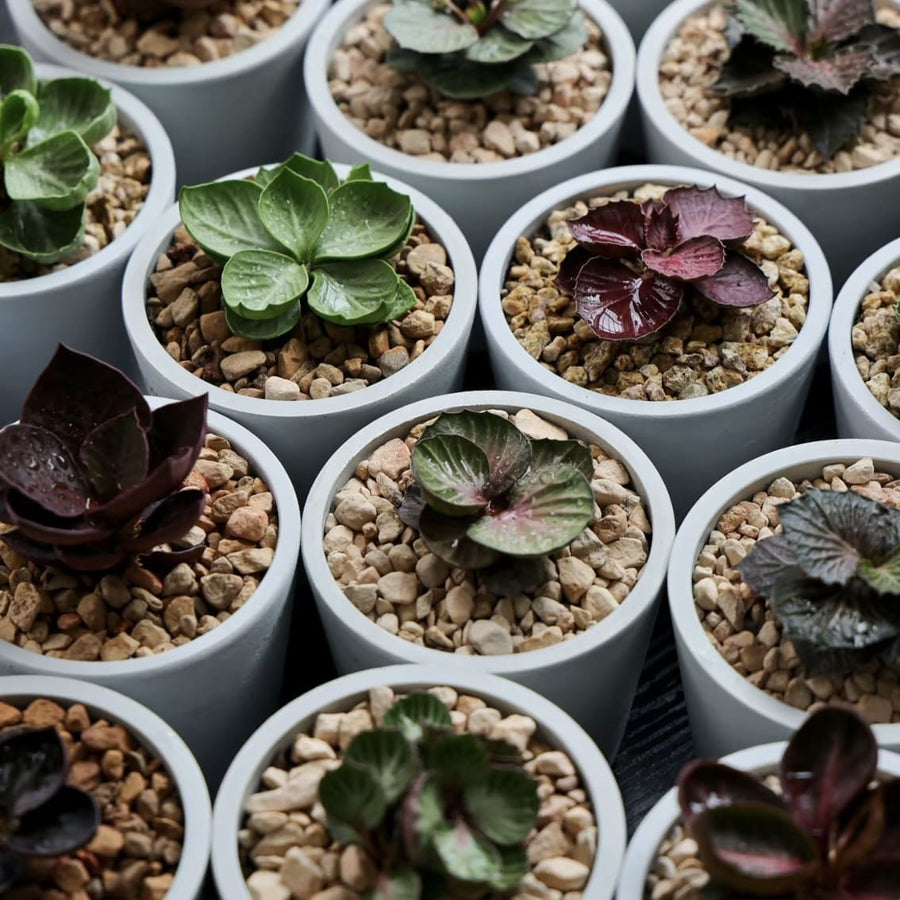 Display images of premium ornamental plants
