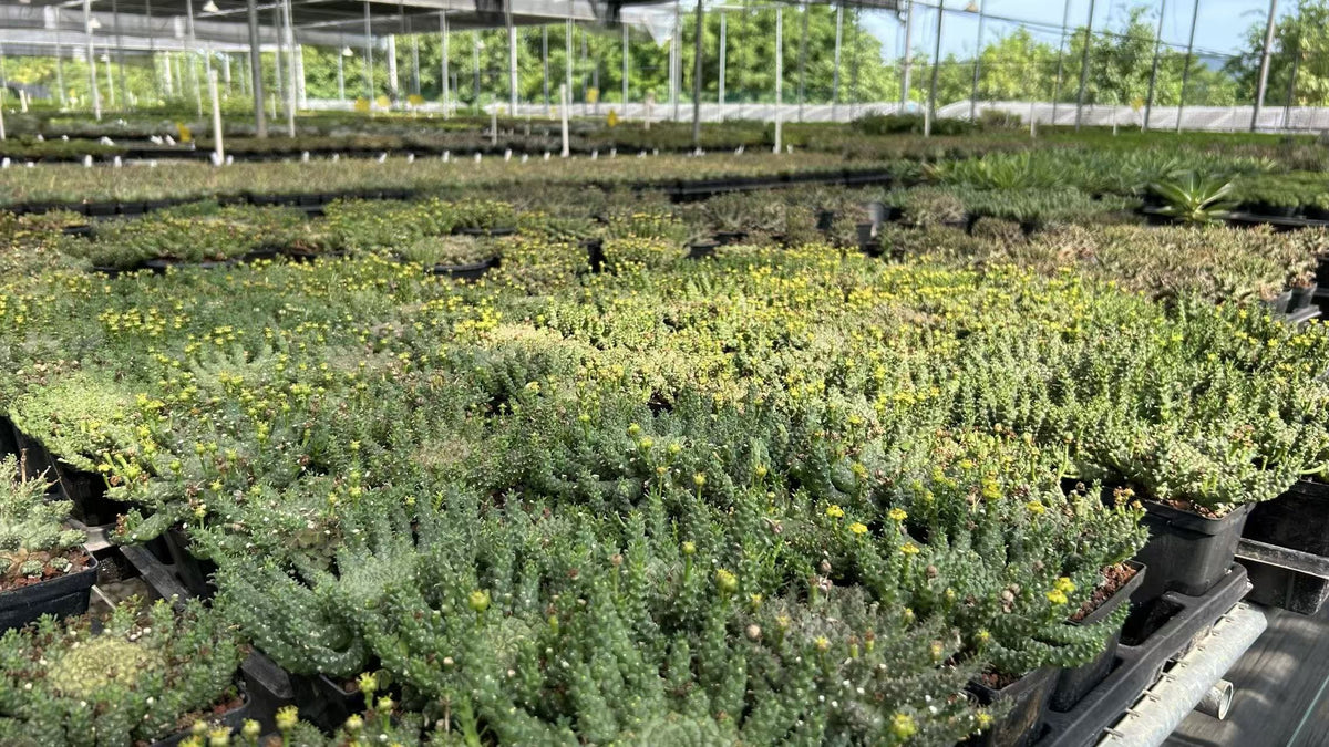 A Sincere Choice for Rare Plant Enthusiasts-About page intro slide 1-BotanicalCollector