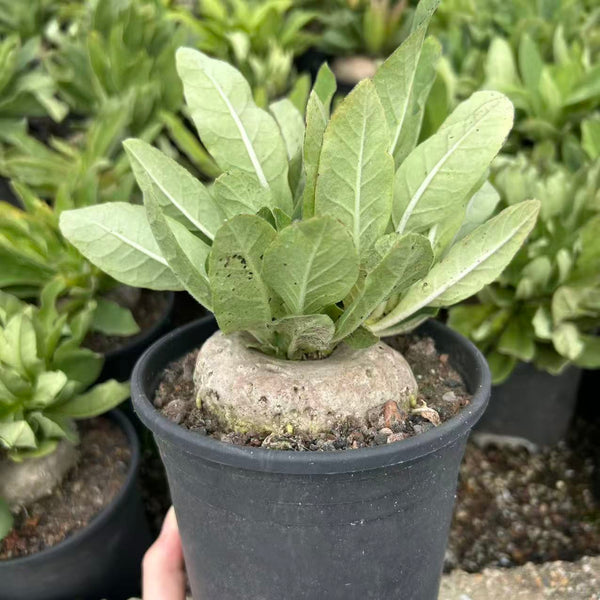 Brachystelma barberiae — Same Size Shipped, W8cm, Seed-grown