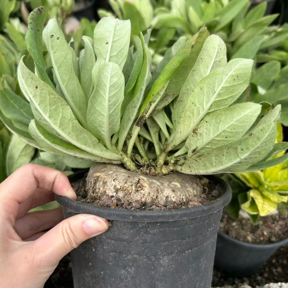 Brachystelma barberiae — Same Size Shipped, W8cm, Seed-grown